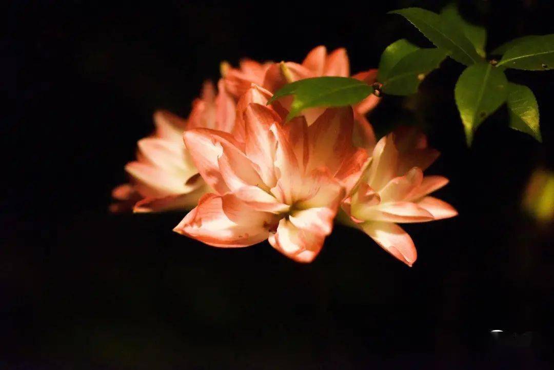 496e1c8140614eb4881e8e4b68cd58f0.jpeg