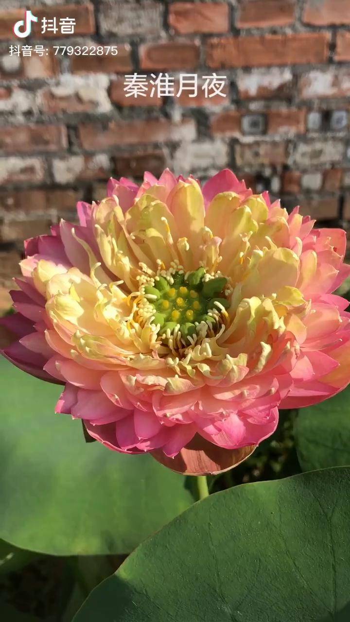 碗莲品名秦淮月夜