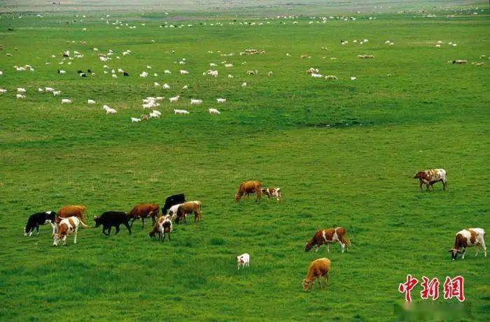 皮肤|警惕炭疽，和新冠同一等级传染病！