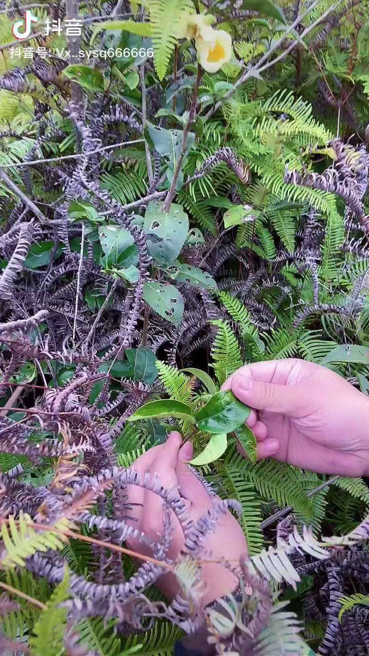 今天到深山挖点鸡眼藤根犒劳兄弟新鲜的鸡眼藤根煲汤美美的农村生活