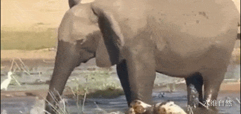 等大象来河边喝水,偷袭了大象,咬伤了大象鼻子等,当大象摆脱鳄鱼后,这