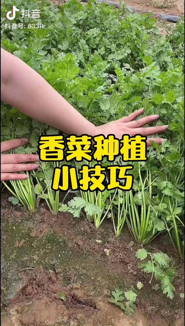 香菜种植技巧这样种香菜出苗快出的齐种植田园生活热门dou小助手
