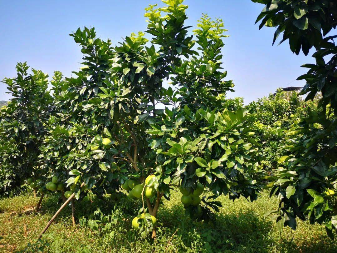 柚子枝繁叶茂满园的柚子树细碎日光如金粉铺满柚林走进龙井镇复兴村来
