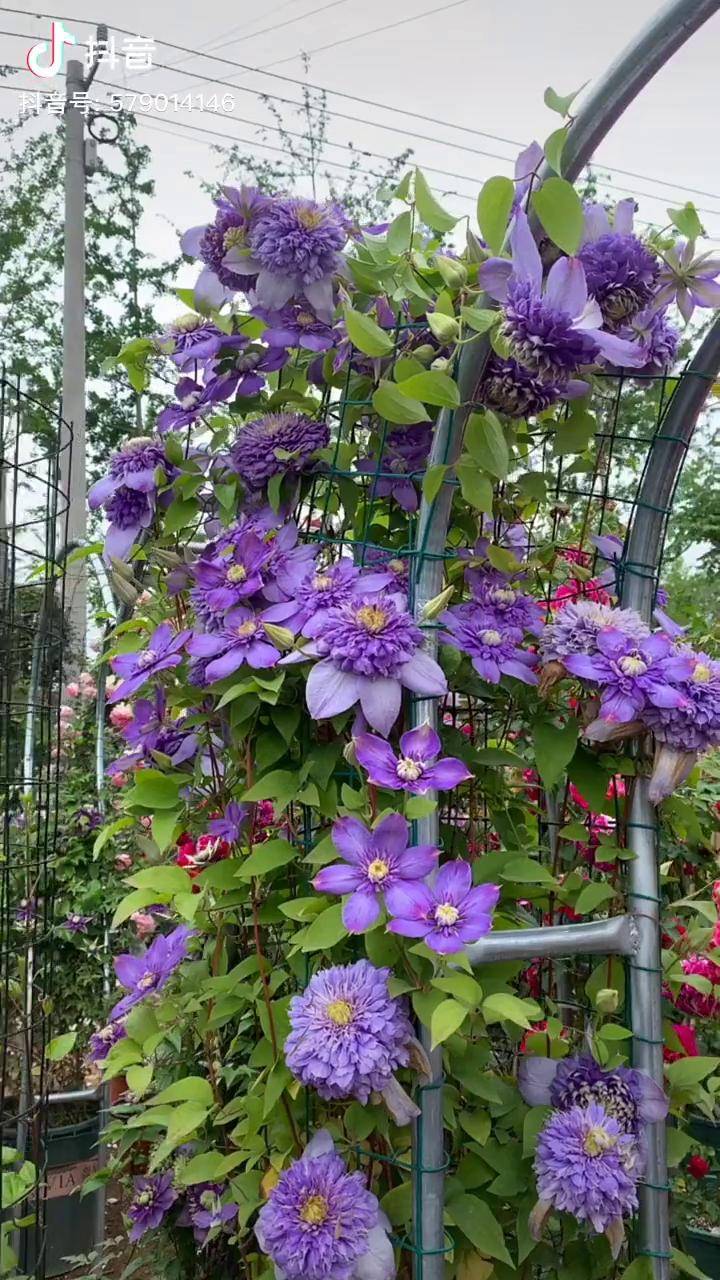 这么美的大花铁线莲这个季节美美哒