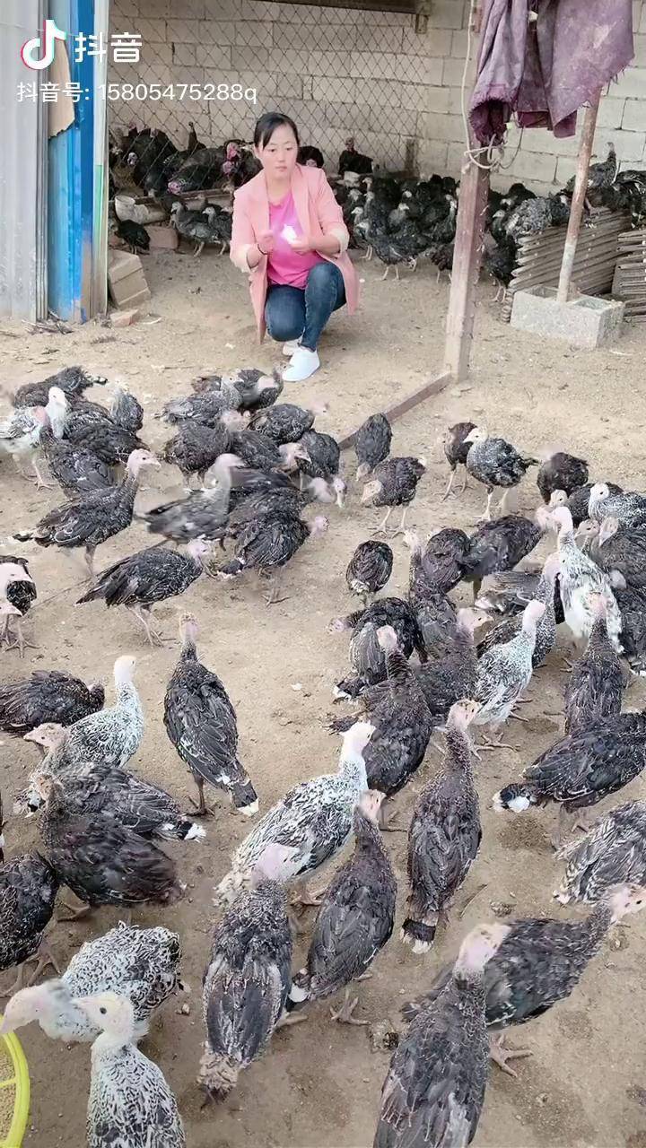 青铜火鸡火鸡苗火鸡养殖
