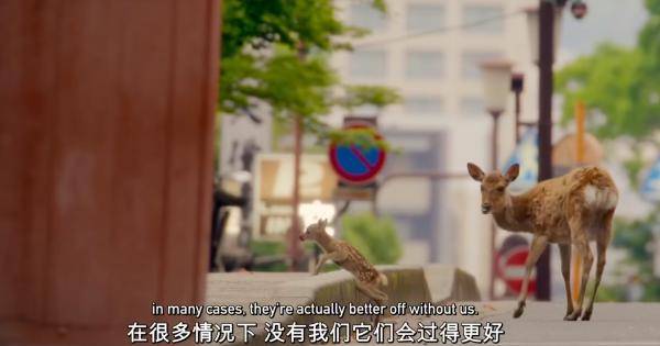 The|把人类关起来,应该是动物们每年的生日愿望吧