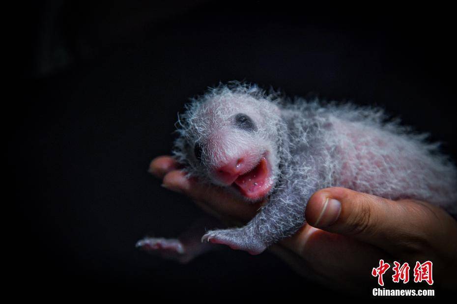 四川阿坝:两对大熊猫双胞胎满月 毛茸茸十分可爱