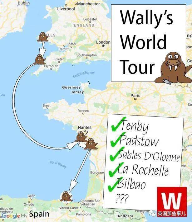 到这个时候,沃利似乎才意识到自己游反了,再这么又下去自己就该去南极