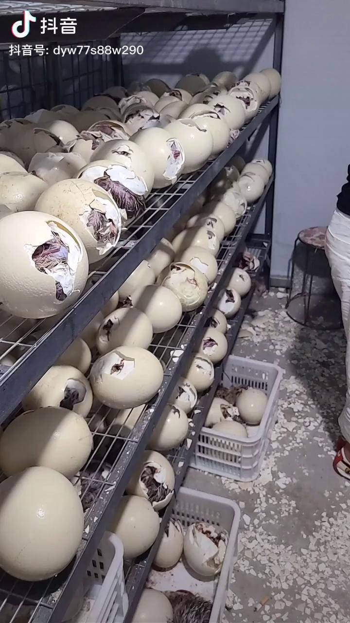 鸵鸟苗开始出壳了鸵鸟蛋鸵鸟苗鸵鸟养殖孵化基地