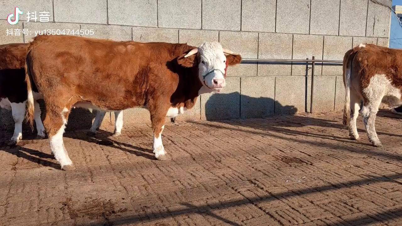 牛是真疯了一头四百多斤的紫红花小母牛要23000最后成交19600