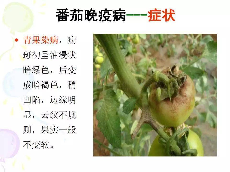 超全版番茄病虫害图解及防治方法