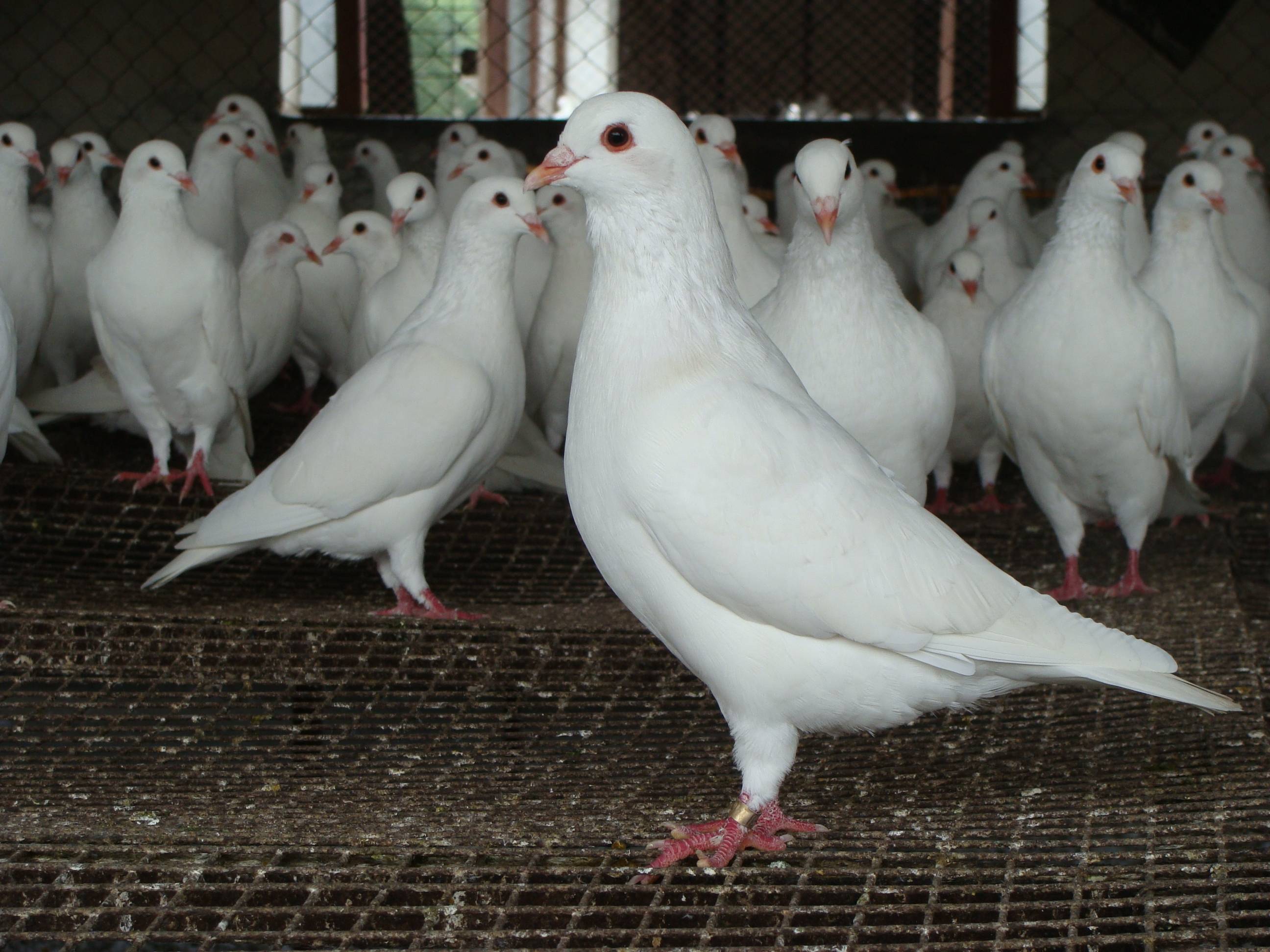 鸽有鸽味,这是广东人对石岐鸽的最高赞美_鸽子