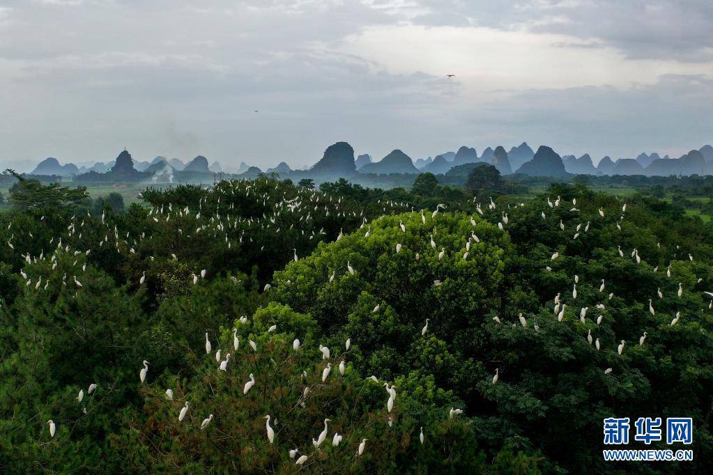 and|Green hills and clear waters make egrets come