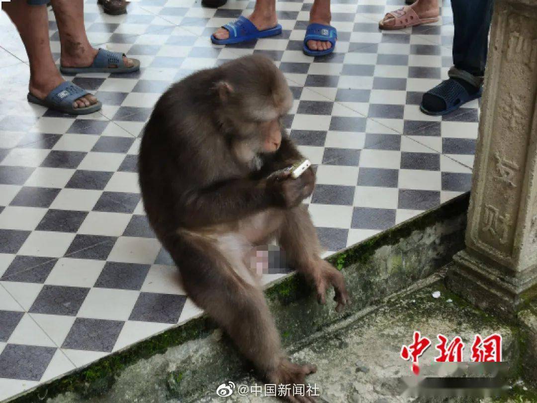 太会了!祁门一野生猴子进村闲逛还"打电话"