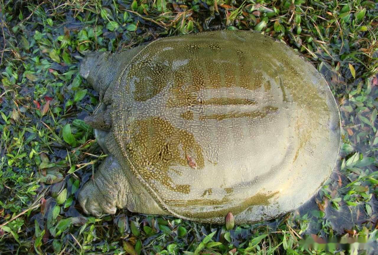 基金项目稻鳖生态种养技术及效益分析