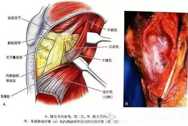 膝關節解剖膝關節的四面觀