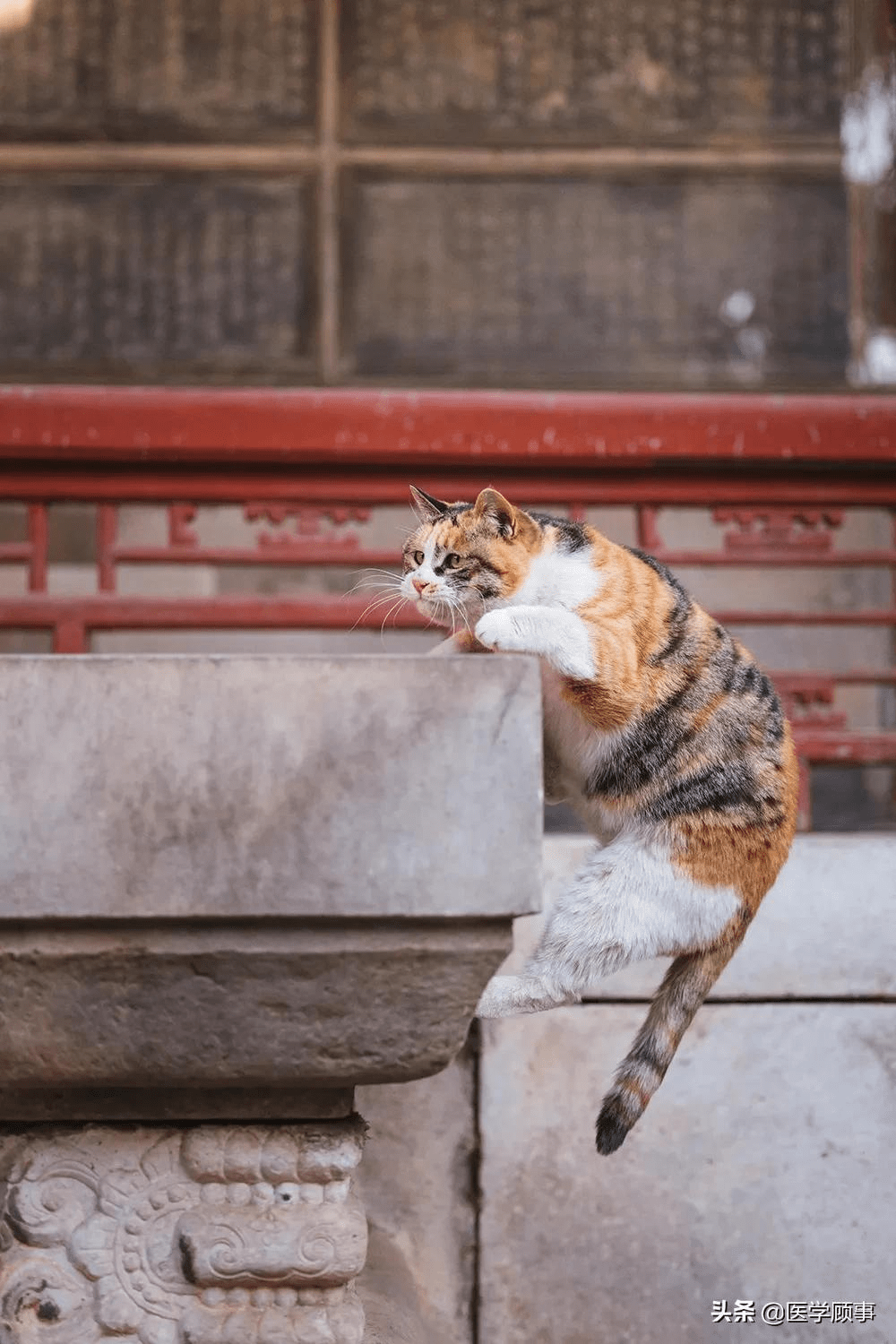 故宫博物馆里的猫咪