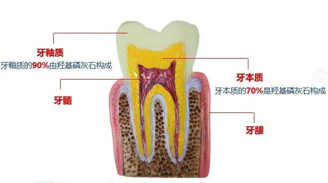 惊人发现牙齿「再生术」,韩国变态黑科技,烂牙变新牙!