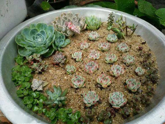 晒图| 花友用纯沙露养多肉,居然长势颇佳…_沙子