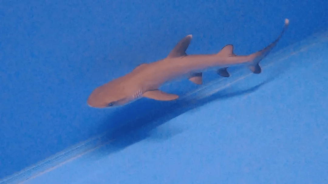 上海海昌海洋公园首只白鳍鲨宝宝出生啦!