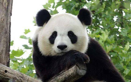 这只熊猫长得好潦草#引发热议,哈哈哈哈哈_金宝