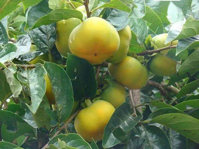 88元抢购1箱 | 不可错过信宜特产～北梭甜柿!甜脆爽口!