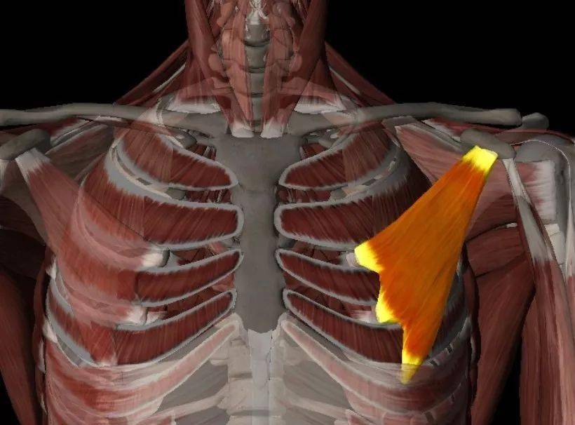 胸小肌pectoralis minor上臂內收和內旋肩關節與小胸肌一起抬高胸廓