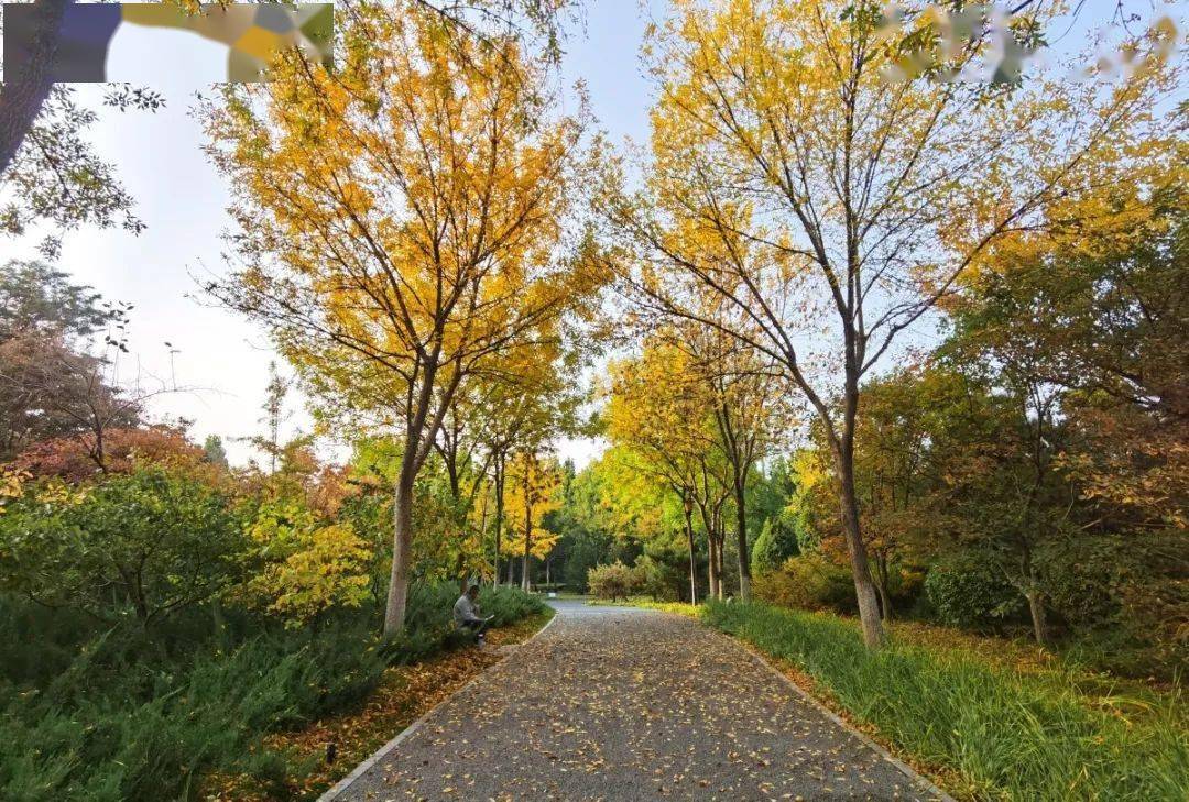 提前收藏！北京经开区这几处公园一入秋，便入了“仙境”