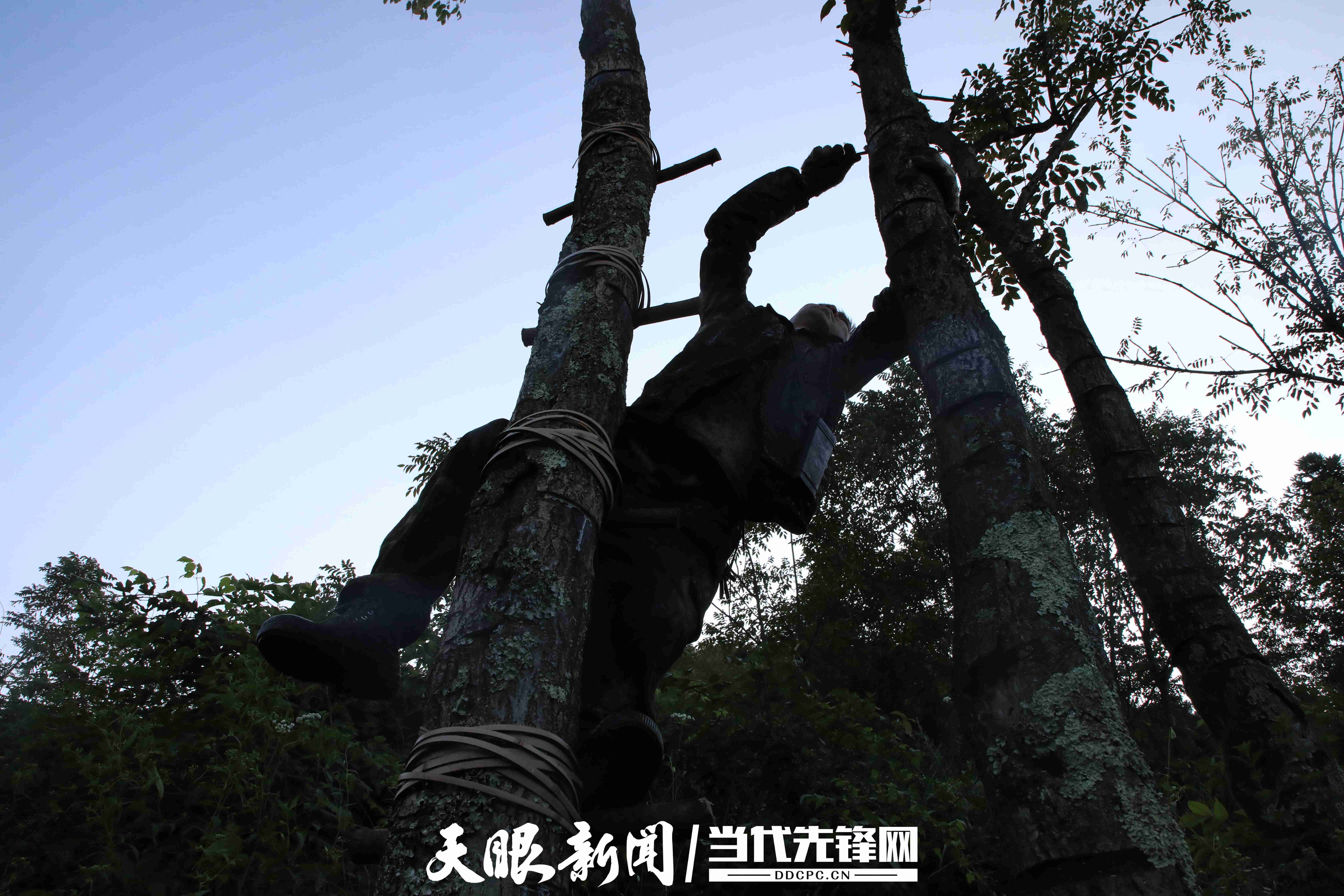 漆匠的故事_漆树