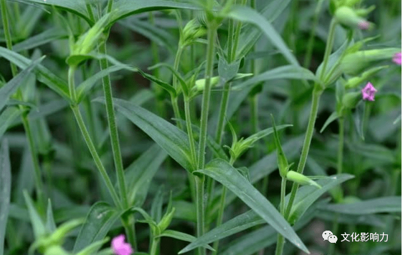 之所以叫麥瓶草,一是麵條菜大都長在麥地裡,起莛兒開花,伴著拔節的