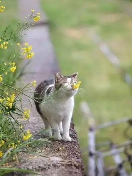 Can Squirrels Make Good Pets? Discover the Truth About Keeping These Adorable Creatures