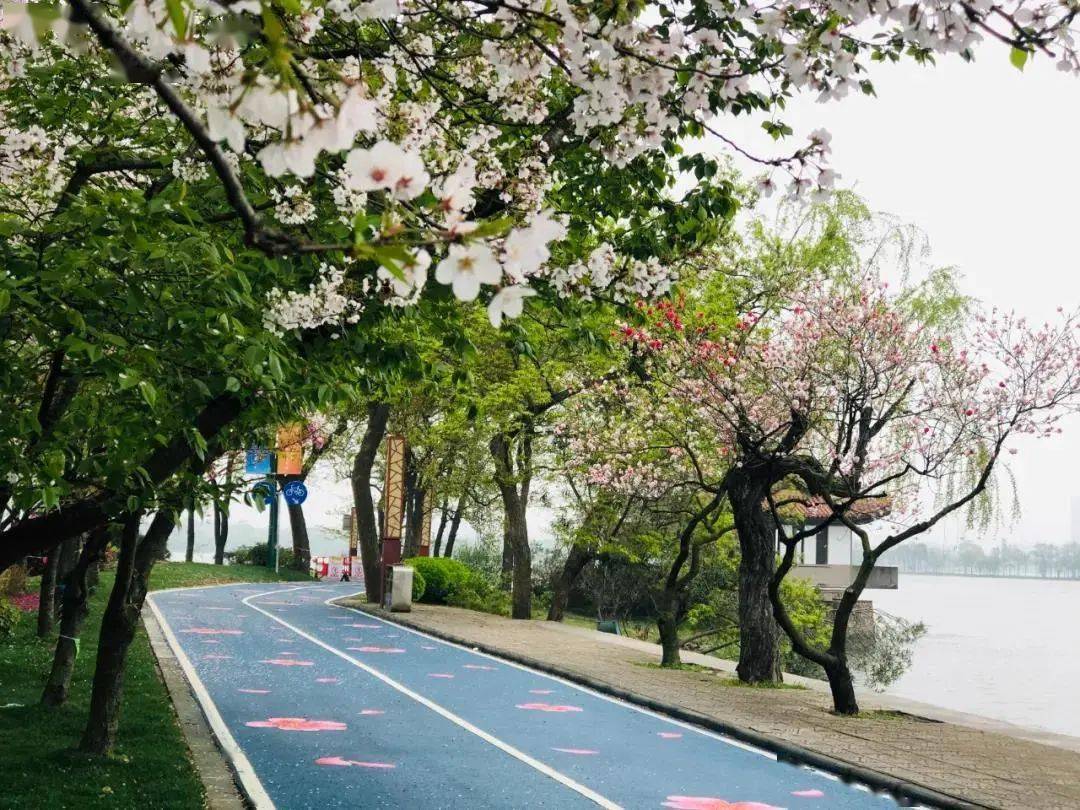 无锡鼋头渚旁十里芳堤的樱花跑道长约1.