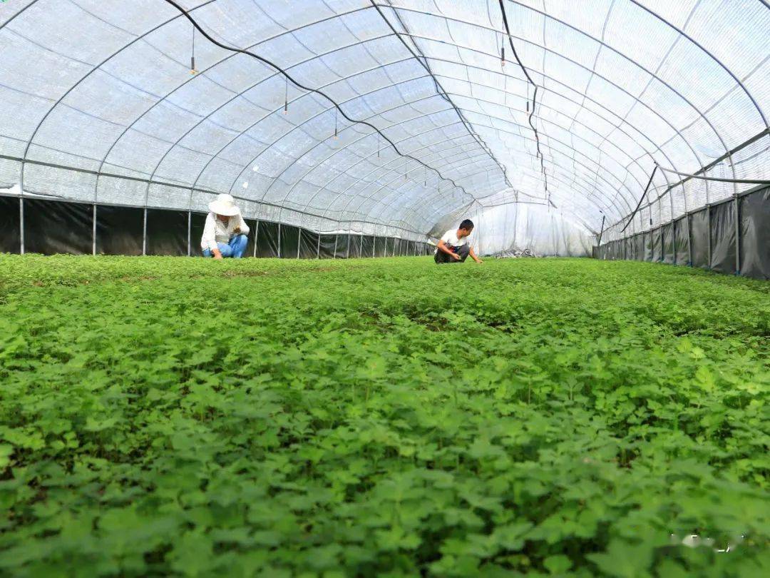 岷县67大棚川熟地当归育苗效益高