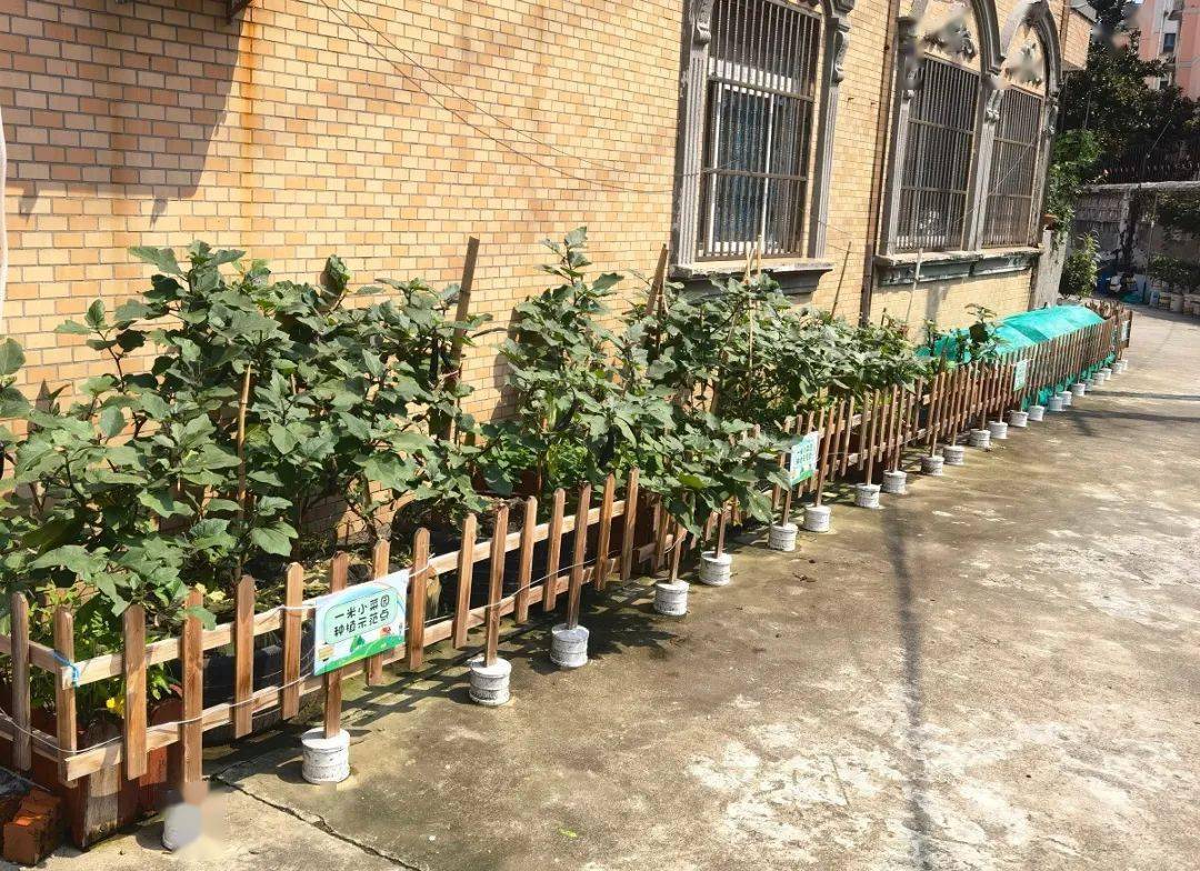 一米小菜园 城中村 乱种植问题的破解之道 白荡