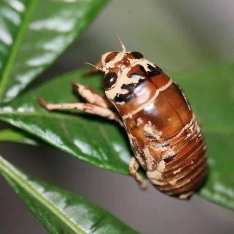 的味觉, 很多人开始尝试一些野味, 比如在各地都比较流行的 "知了猴"