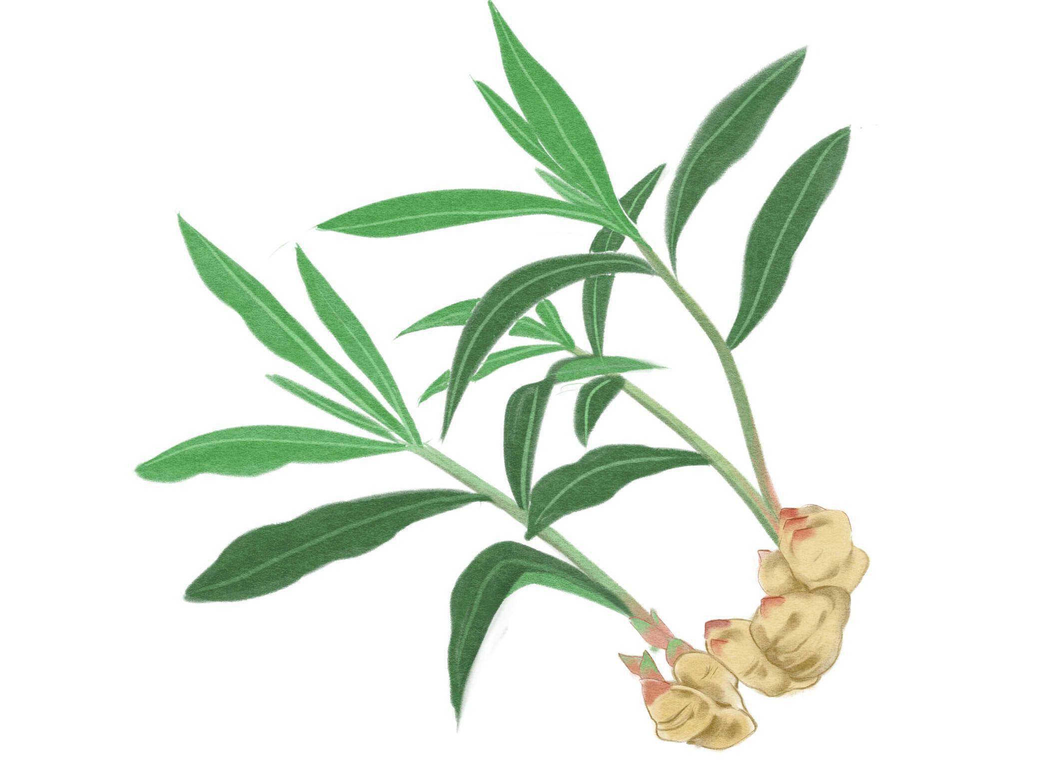 薄荷性味归经功效禁忌（薄荷入什么经）