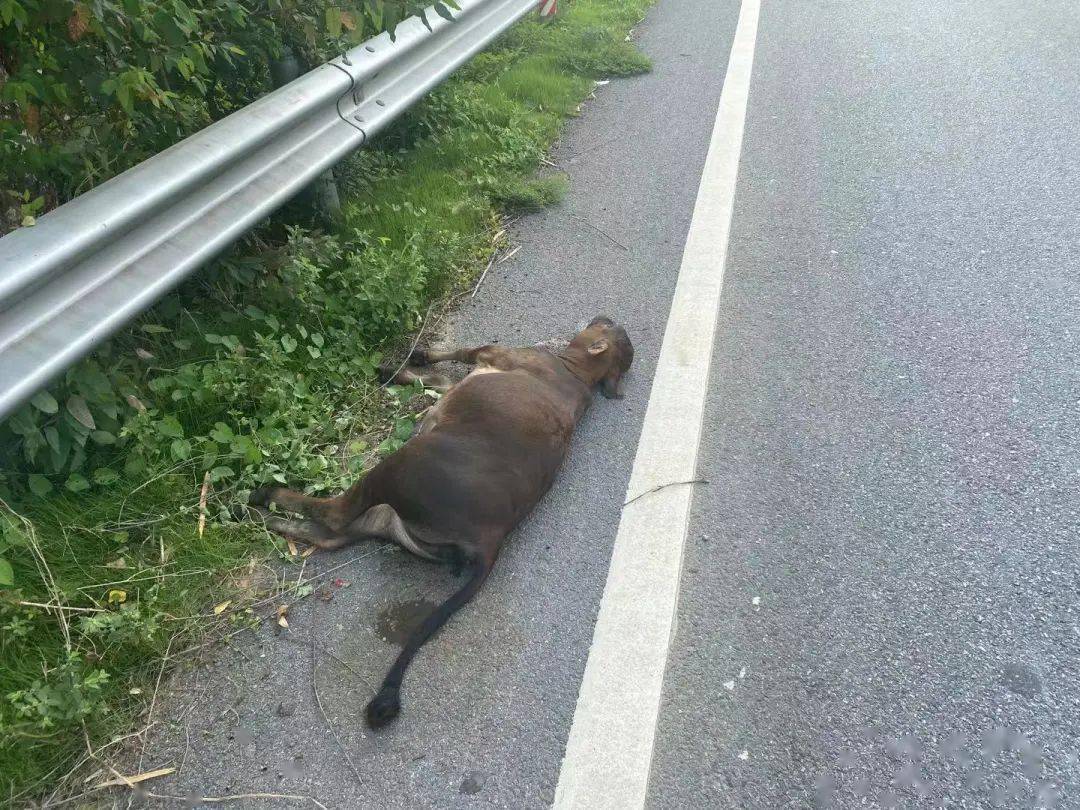 一头撞死的图片图片