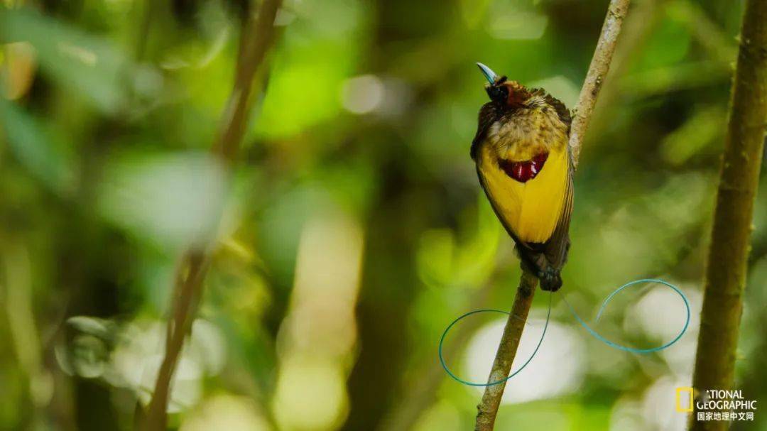 雄性麗色極樂鳥(cicinnurus magnificus) 攝影:tim larman