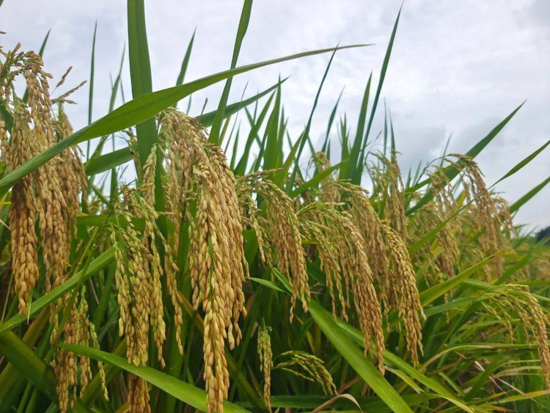 推进高标准农田建设水稻增产丰收有底气