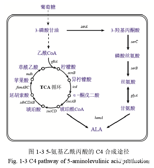 解锁5-ALA的工业化生产，让着色科学成为田间转色利器_手机搜狐网