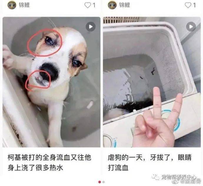 李某阳|洗衣机柯基终于找到,还活着!可还是留给了施虐者养……