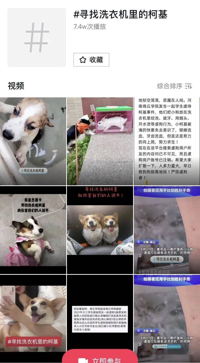 李某阳|洗衣机柯基终于找到,还活着!可还是留给了施虐者养……