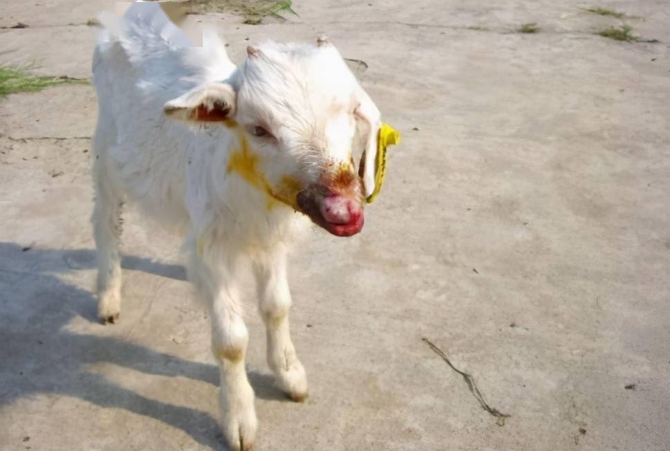 相信养殖朋友们在养羊的过程中都遇到过羊烂嘴的现象,特别是羊羔,遇到