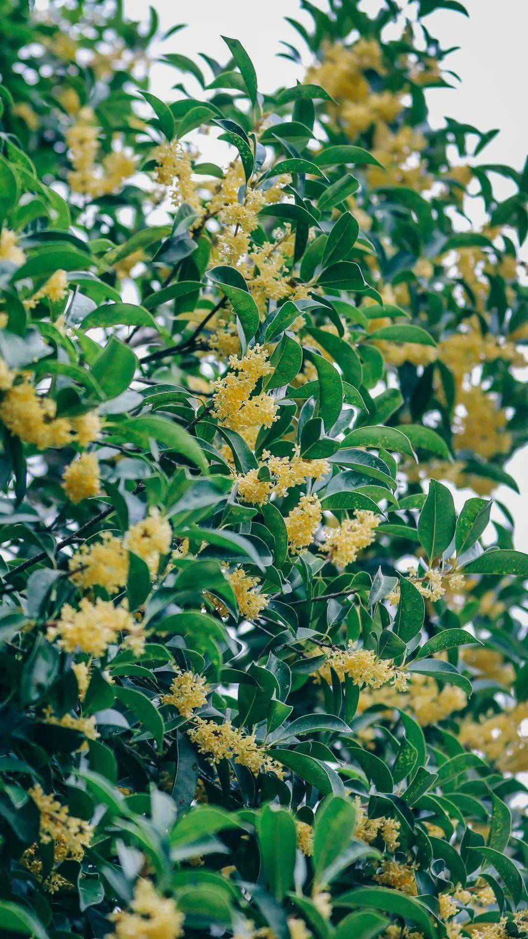 慢城松柏又到桂花飘香时