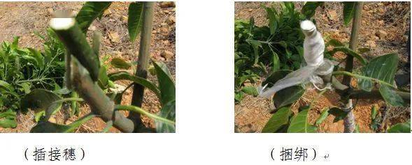 手把手教你芒果嫁接育苗技术指导六要点