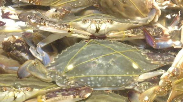 梭子蟹|因为这个美味，杭州小伙半夜疼得直叫唤！