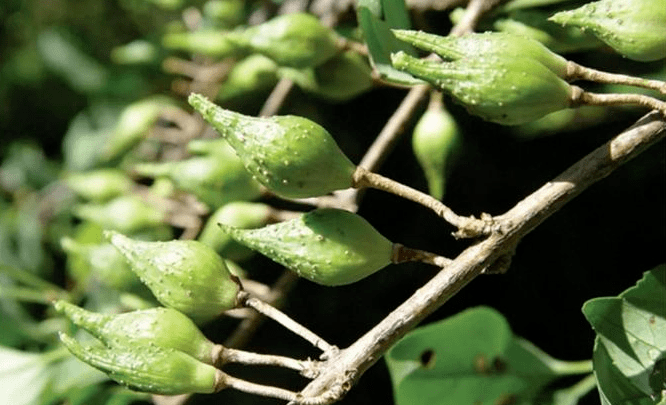 茶,根部能泡酒 在农业创新驿站育苗基地 工人们正忙着将连翘枝芽