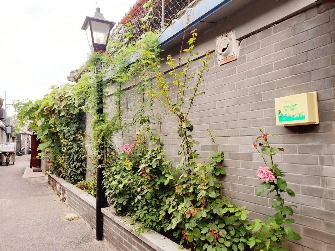 首都文明街巷胡同里的小花园