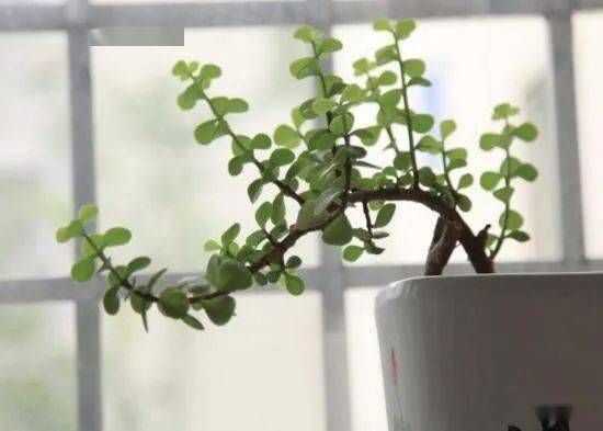 高颜值金枝玉叶,寓意招财进宝,盆栽注意3点,叶片厚实,开花美