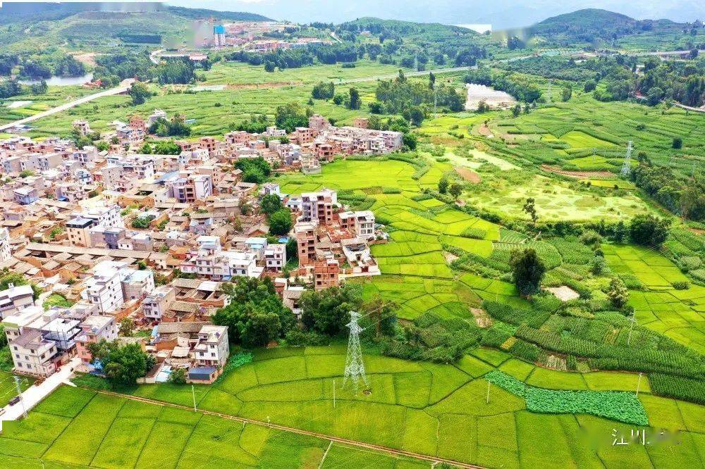 江川：稻谷飘香话丰年 金色田园绘美景